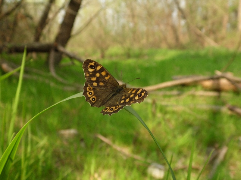 Parco del ticino 18.4.13